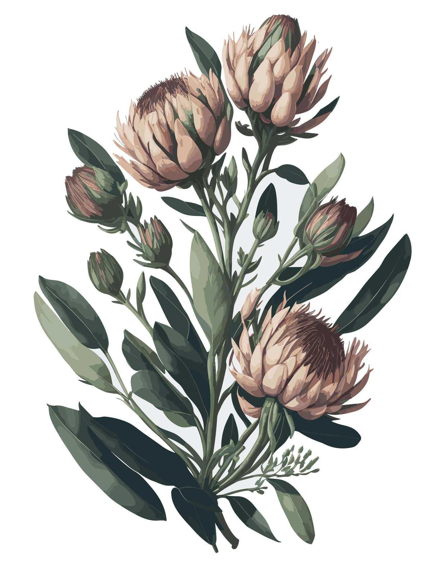 Protea II