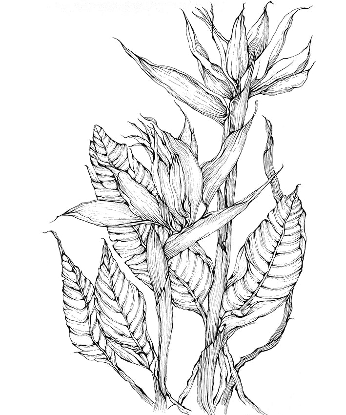 Bird of paradise In Line