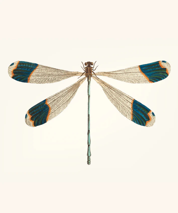 Dragonfly I