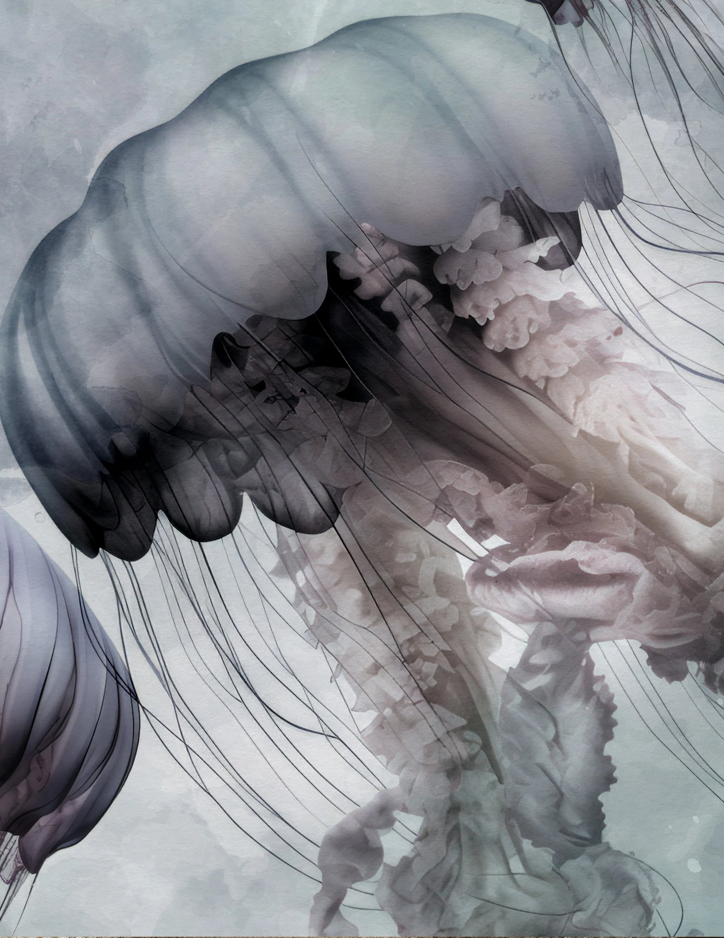 Jellies Floating Together