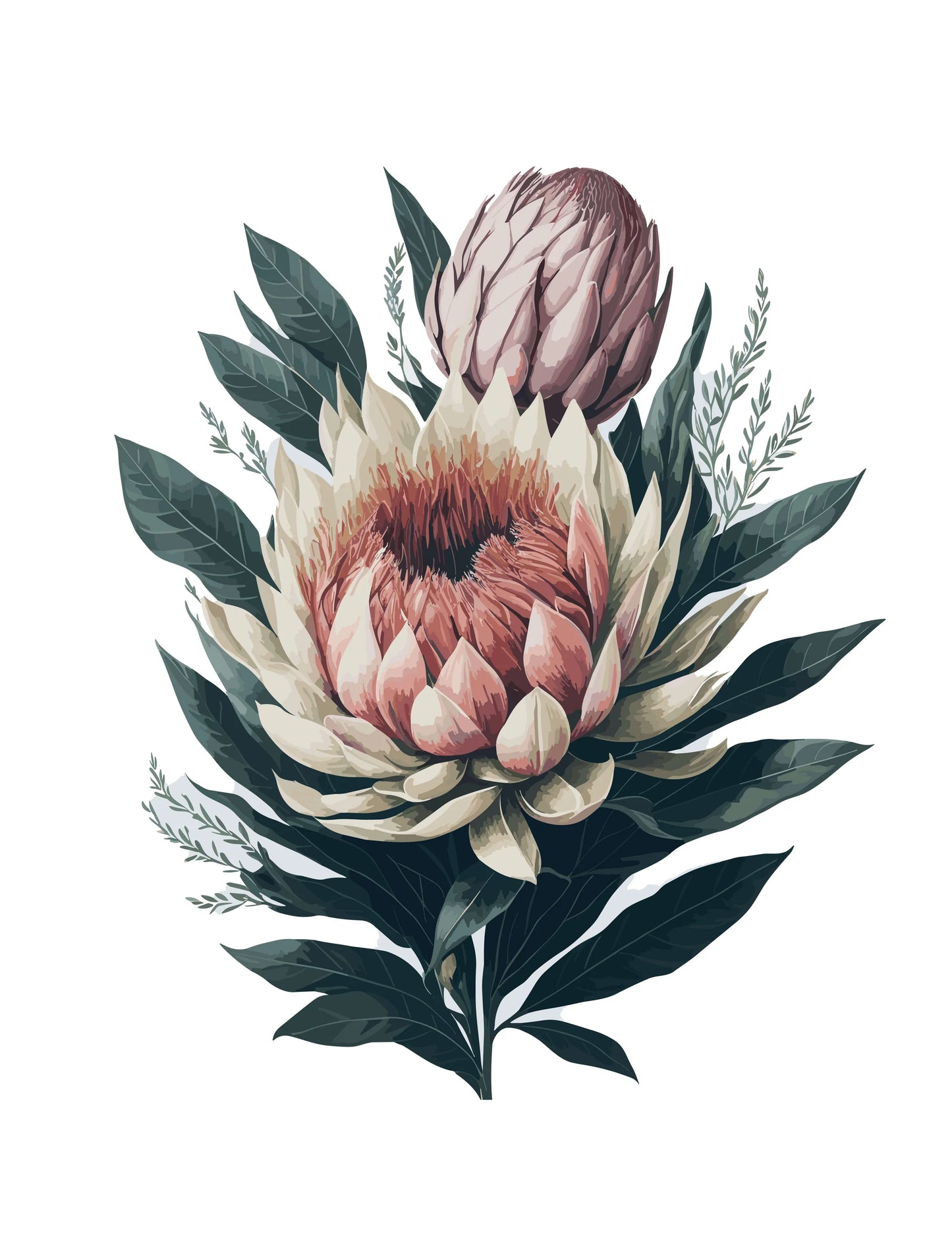 Protea III